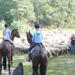 Paardrijden bij schapen op de Veluwse heide